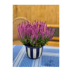 Šalavijas gojinis Pink  Rianne