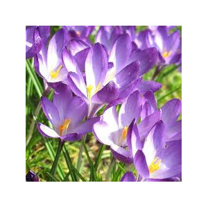 Krokai ankstyvieji Barrs Purple, 10 vnt vazone