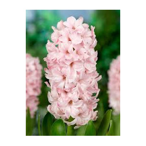 Hiacintas (lot. Hyacinthus oientalis ) China Pink, 50 vnt vazone