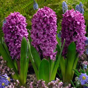 Hiacintas (lot. Hyacinthus oientalis ) Miss Saigon, 25 vnt vazone
