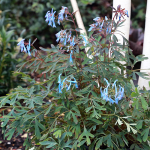 Rūtenis ‘Porcelain Blue’