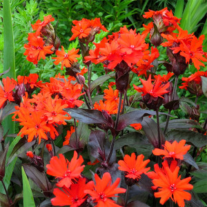 Gaisrena ‘Vesuvius’