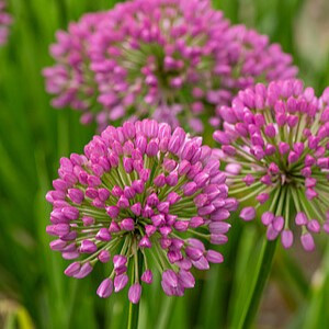 Česnakas ‘Millenium’