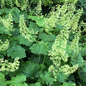 Vilnotoji alūnė (H. villosa var. macrorrhiza)