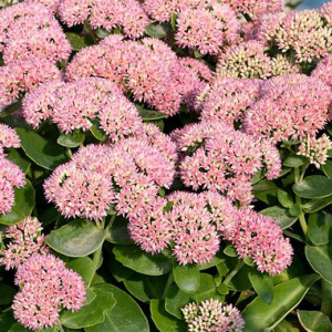 Šilokas ‘Autumn Joy’ (‘Herbstfreude’)