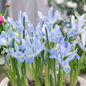 Vilkdalgis  pavasarinis Blue planet, 50 vnt vazone