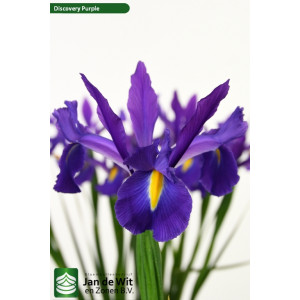 Vilkdalgis olandinis  Discovery Purple, 50  vnt vazone