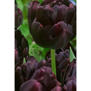 Tulpė Black hero