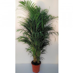 Gelsvasis dipsis 125 cm