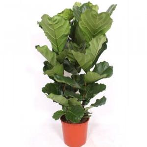 Lyralapis fikusas 130cm 3 kamienai