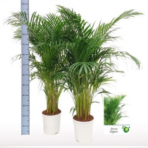 Gelsvasis dipsis 125 cm