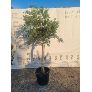 Alyvmedis Arbequina "Janina" 190-250 CM | HOLA