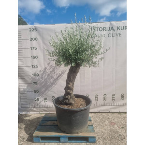 Alyvmedis Leccino "Nida" 225 CM | HOLA