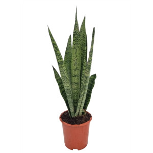 Sansevjera 'Zeylanica' 60cm