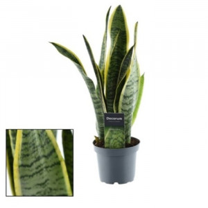 Sansevjera 'Laurentii' H50 cm