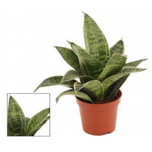 Sansevjera 'Hahnii Silver' 9Ø 20cm