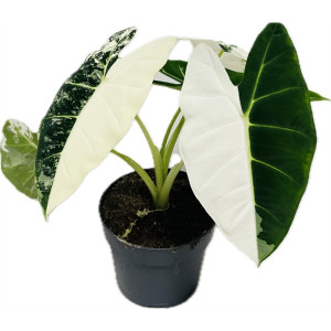Alokazija Frydek Variegata