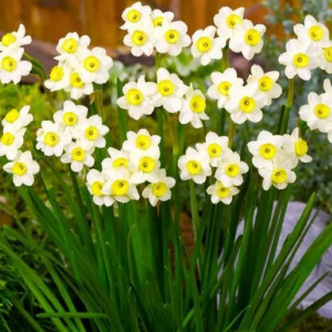 Narcizai 'Minnow', 100 vnt.