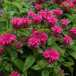 Monarda ‘Pink Lace’