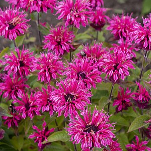 Monarda ‘Pink Lace’