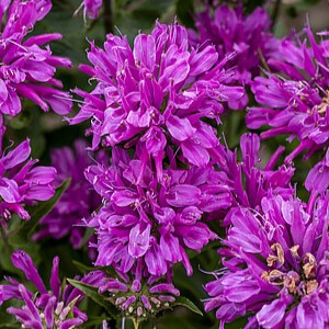 Monarda ‘Baby Spice’
