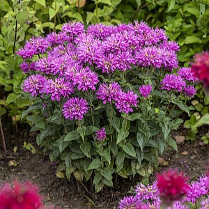 Monarda ‘Baby Spice’