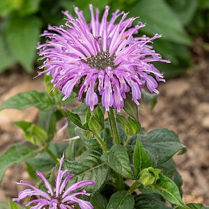 Monarda ‘Sugar Buzz Blue Moon’