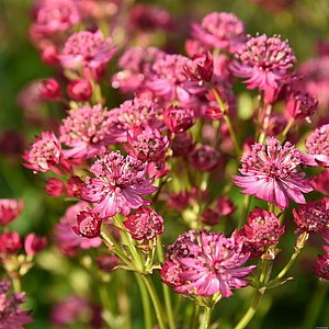 Didžioji astrancija ‘Cerise Button’