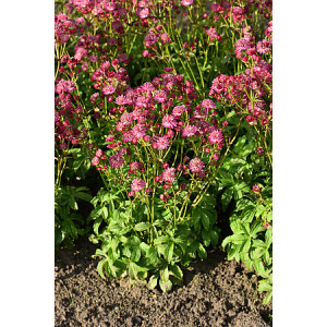 Didžioji astrancija ‘Cerise Button’