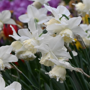 Narcizai "White Marvel", 20 vnt.