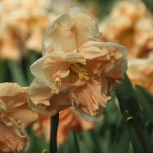 Narcizai "Apricot Whirl", 5 vnt.