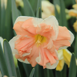 Narcizai "Apricot Whirl", 20 vnt.