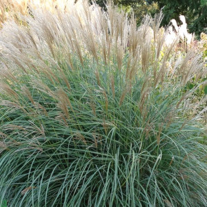 Kininis miskantas ‘Graciella’