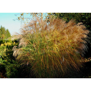 Kininis miskantas ‘Graciella’