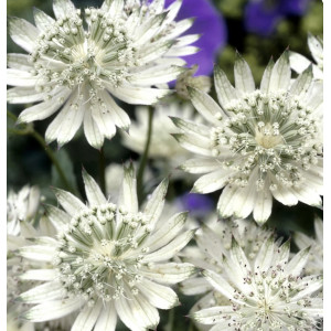 Astrancija ‘Snow Star‘