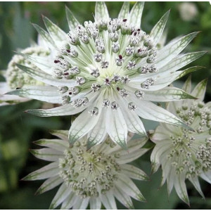 Astrancija ‘Snow Star‘
