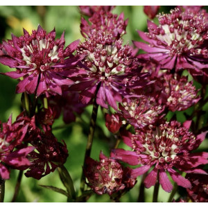 Astrancija ‘Claret‘