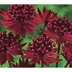 Astrancija ‘Claret‘