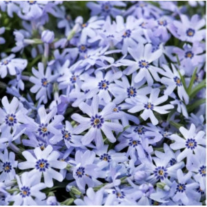 Flioksas 'Emerald Cushion Blue‘