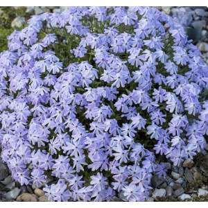 Flioksas 'Emerald Cushion Blue‘