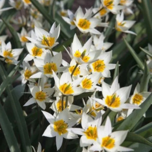 Botaninės tulpės Turkestanica 25 vnt.