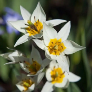 Botaninės tulpės Turkestanica 25 vnt.