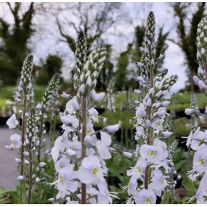 Veronika ‘Tissington White‘