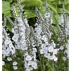 Veronika ‘Tissington White‘
