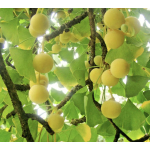 Ginkmedis dviskiautis
