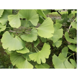 Ginkmedis dviskiautis