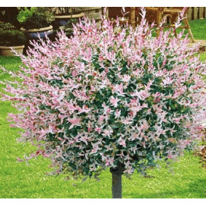 Karklas sveikalapis ‘Hakuro Nishiki’