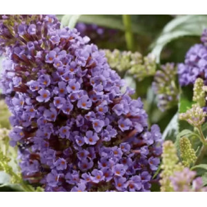 Budlėja ‘Candy Lila‘