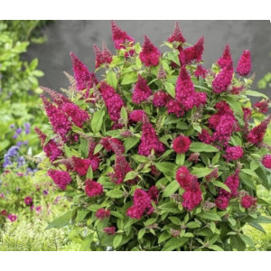 Budlėja ‘Butterfly Candy Ruby’