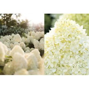Hortenzija ‘Living Cotton Cream‘